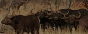 Buffaloes standing in a field at game ranch Limpopo